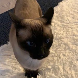 Meet your Posher, Monique